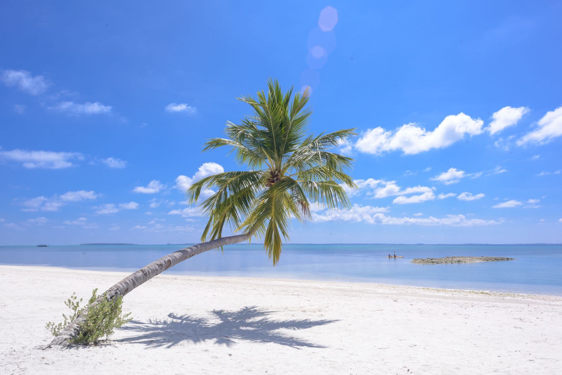 A leaning coconut palm over a white-sand tropical beach and turquoise sea